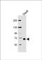 Carcinoembryonic antigen-related cell adhesion molecule 3 antibody, orb135264, Biorbyt, Western Blot image 