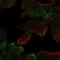 CASK Interacting Protein 2 antibody, HPA071906, Atlas Antibodies, Immunofluorescence image 