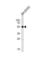 Mitogen-Activated Protein Kinase 10 antibody, abx033243, Abbexa, Western Blot image 