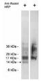 CSAG Family Member 3 antibody, orb109026, Biorbyt, Western Blot image 