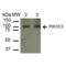 Phosphatidylinositol 3-kinase catalytic subunit type 3 antibody, SPC-661D-RPE, StressMarq, Western Blot image 