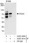 POC5 Centriolar Protein antibody, A303-340A, Bethyl Labs, Immunoprecipitation image 