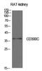 CD300c Molecule antibody, GTX34213, GeneTex, Western Blot image 