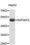 Rap guanine nucleotide exchange factor 5 antibody, abx003228, Abbexa, Western Blot image 