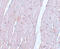 Anaphase-promoting complex subunit 10 antibody, 5735, ProSci Inc, Immunohistochemistry frozen image 