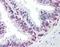 Zic Family Member 3 antibody, orb178856, Biorbyt, Immunohistochemistry paraffin image 