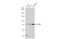 Transcription Factor 3 antibody, GTX110458, GeneTex, Western Blot image 