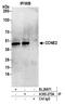 CCNE2 antibody, A305-275A, Bethyl Labs, Immunoprecipitation image 