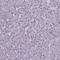Forkhead Box J1 antibody, HPA005714, Atlas Antibodies, Immunohistochemistry frozen image 