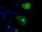 NT-3 growth factor receptor antibody, TA500537, Origene, Immunofluorescence image 