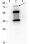 Erpd/Arp37  antibody, orb344664, Biorbyt, Western Blot image 
