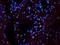 p68 antibody, orb373337, Biorbyt, Immunofluorescence image 