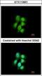 Major vault protein antibody, GTX113601, GeneTex, Immunofluorescence image 