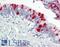 Ubiquitin Specific Peptidase 36 antibody, LS-B8596, Lifespan Biosciences, Immunohistochemistry frozen image 