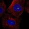 5-azacytidine-induced protein 1 antibody, NBP1-90053, Novus Biologicals, Immunofluorescence image 