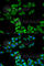 Charged Multivesicular Body Protein 2B antibody, A5399, ABclonal Technology, Immunofluorescence image 