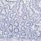 Deleted In Primary Ciliary Dyskinesia Homolog (Mouse) antibody, PA5-57738, Invitrogen Antibodies, Immunohistochemistry frozen image 
