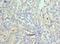 NPR2 Like, GATOR1 Complex Subunit antibody, LS-C378527, Lifespan Biosciences, Immunohistochemistry paraffin image 