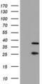 Proteasome Subunit Beta 7 antibody, MA5-25896, Invitrogen Antibodies, Western Blot image 