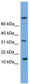 Phospholipase A2 Group IIE antibody, TA341943, Origene, Western Blot image 