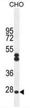 Chromosome 6 Open Reading Frame 62 antibody, AP50872PU-N, Origene, Western Blot image 
