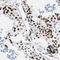 Zinc Finger Protein 131 antibody, NBP2-48505, Novus Biologicals, Immunohistochemistry frozen image 