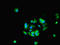 Histone deacetylase 10 antibody, orb45890, Biorbyt, Immunocytochemistry image 