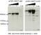 Angiomotin antibody, 24550-1-AP, Proteintech Group, Western Blot image 