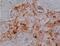 Klotho antibody, GTX53209, GeneTex, Immunohistochemistry frozen image 