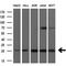 Fas Associated Via Death Domain antibody, M00237-2, Boster Biological Technology, Western Blot image 