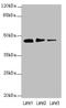 Serine Protease 35 antibody, orb35379, Biorbyt, Western Blot image 