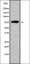 Dynein Light Chain Roadblock-Type 2 antibody, orb338268, Biorbyt, Western Blot image 