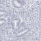Chromosome 9 Open Reading Frame 50 antibody, HPA026743, Atlas Antibodies, Immunohistochemistry frozen image 