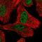 Oligosaccharyltransferase complex subunit OSTC antibody, HPA065174, Atlas Antibodies, Immunofluorescence image 