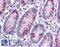 Zinc Finger BED-Type Containing 3 antibody, LS-B4602, Lifespan Biosciences, Immunohistochemistry frozen image 