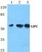 Hepatic lipase antibody, PA5-36962, Invitrogen Antibodies, Western Blot image 