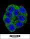 Phosphofructokinase, Muscle antibody, 63-419, ProSci, Immunofluorescence image 