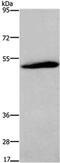 Complement C3a Receptor 1 antibody, PA5-50364, Invitrogen Antibodies, Western Blot image 