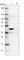 YJU2 Splicing Factor Homolog antibody, HPA043606, Atlas Antibodies, Western Blot image 