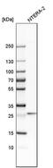 Regulator Of G Protein Signaling 7 Binding Protein antibody, PA5-58852, Invitrogen Antibodies, Western Blot image 