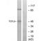 Transcription Factor Like 5 antibody, PA5-49896, Invitrogen Antibodies, Western Blot image 
