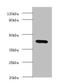 Lysyl Oxidase antibody, orb243635, Biorbyt, Western Blot image 