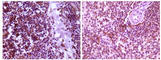 Mitogen-Activated Protein Kinase Kinase 4 antibody, abx016035, Abbexa, Western Blot image 