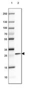 p24 antibody, PA5-57726, Invitrogen Antibodies, Western Blot image 