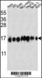 Interferon Induced Transmembrane Protein 3 antibody, TA324408, Origene, Western Blot image 