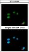 LON Peptidase N-Terminal Domain And Ring Finger 3 antibody, GTX112150, GeneTex, Immunofluorescence image 