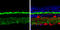 Complexin 3 antibody, GTX122908, GeneTex, Immunohistochemistry paraffin image 
