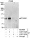 Forkhead Box M1 antibody, A301-532A, Bethyl Labs, Immunoprecipitation image 