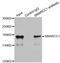 SWI/SNF Related, Matrix Associated, Actin Dependent Regulator Of Chromatin Subfamily C Member 1 antibody, LS-C335636, Lifespan Biosciences, Immunoprecipitation image 