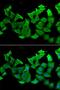 Hydroxyacylglutathione Hydrolase antibody, LS-C334831, Lifespan Biosciences, Immunofluorescence image 